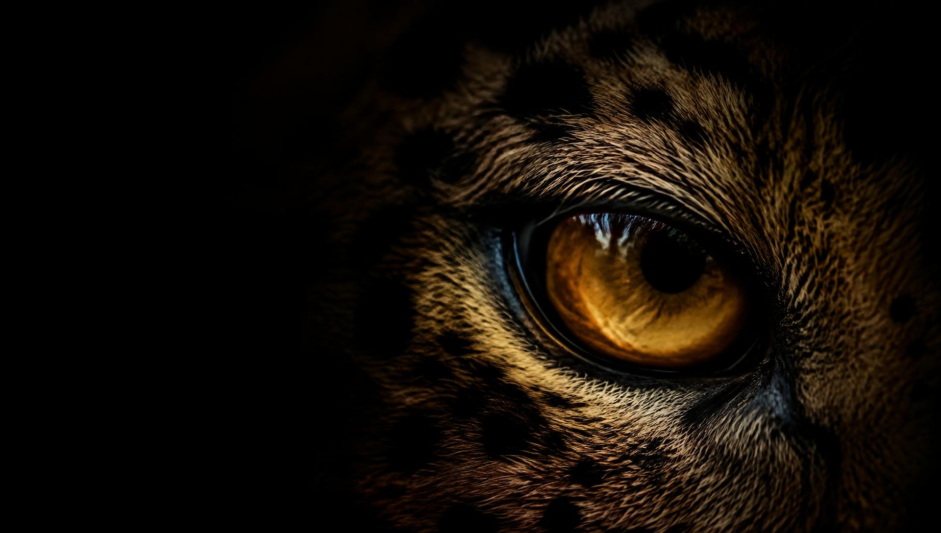 Close-up of an amber big-cat eye in darkness